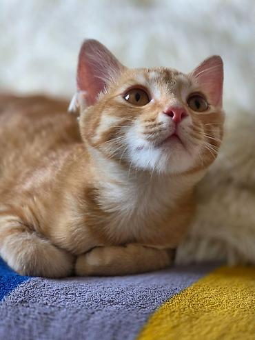 кошки мальчик: 5 месяцев, Мальчик, Приучена к лотку, Проглистована — 7