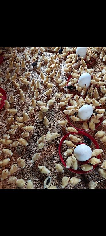 ördək balası satışı: Ördək cücələri, Damazlıq, Ödənişli çatdırılma — 10