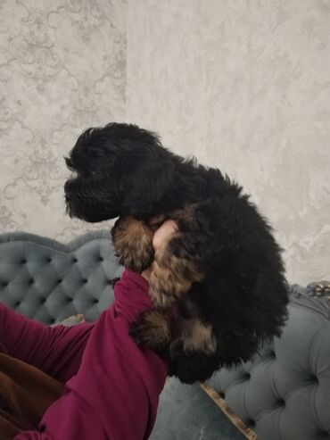 İtlər: Məhsul: Yavru itlər (iki bala) Təsvir: - Cins: Kiçik ölçülü, uzun — 11