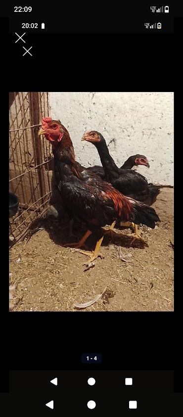 Майский жожо короз сатылат