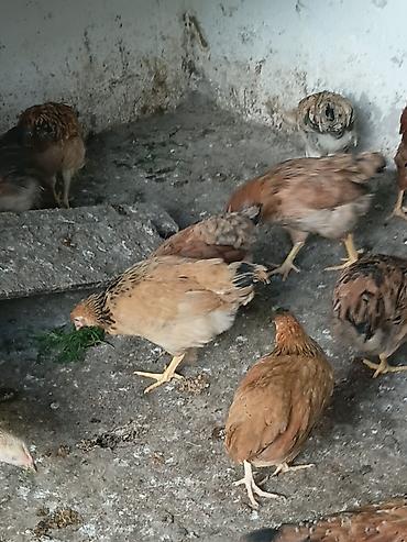 heyratı cucə: Toyuq cücələri, Damazlıq — 2
