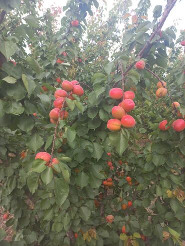 Şitillər: Ərik Tingləri . "Saglam Tinglər Saglam Bagçiliqin Təminatidir"🌱 Yeni — 10