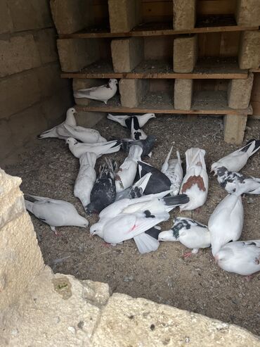 ineklerin satisi: Hoptum satilir biri 5 manatdan