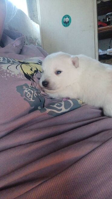 Psi: Nemački špic štenci - majka je naš kućni pas (ima je na slici gde na lalafo.rs — 2 Psi: Nemački špic štenci - majka je naš kućni pas (ima je na slici gde — 2