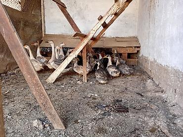 Продам с/х животных: Молодняк водоплавающей птицы. - Вид: утята и гусята смешанных пород — 4