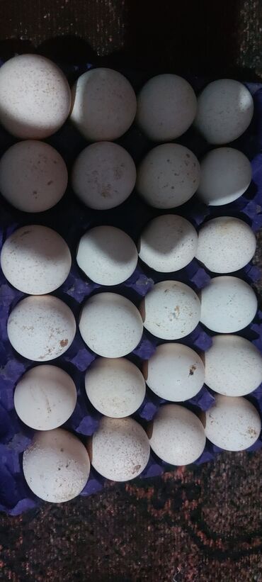 danişan quş: Kanada sortu olan Hindüşka yumurtası