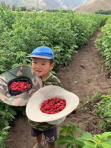Малина: Малина Оптом, Бесплатная доставка, Самовывоз — 12