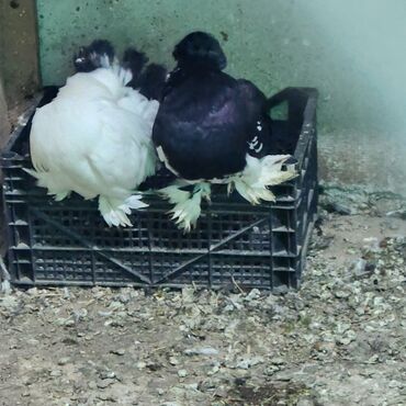 Toyuqlar: Toyuq, Damazlıq — 9