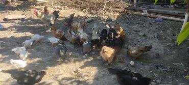 цыплята в бишкеке: Домашние куры несушки 16 штук 800 сомов