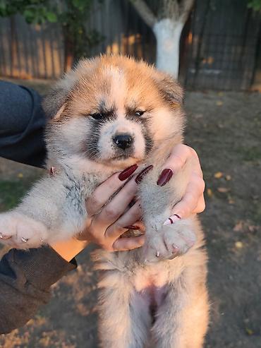 poklanjam štence: Japanska Akita (Akita Inu) stenci rezervacija. Preuzimaju se dva puta — 1