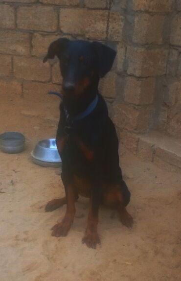 İtlər: Doberman, 9 ay, Erkek — 8