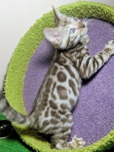 Продажа кошек: Бенгальская, 2 месяца, Мальчик, С документами, Приучена к лотку, Проглистована — 4