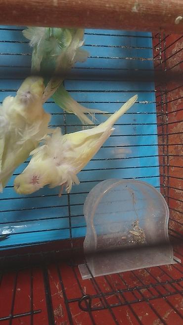 Tutuquşları: Bir ədədi -100-azn 150 azn aq rəydə olanlar qiymət fərqli hazır -da lalafo.az — 29 Tutuquşları: Bir ədədi -100-azn 150 azn aq rəydə olanlar qiymət fərqli hazır — 29