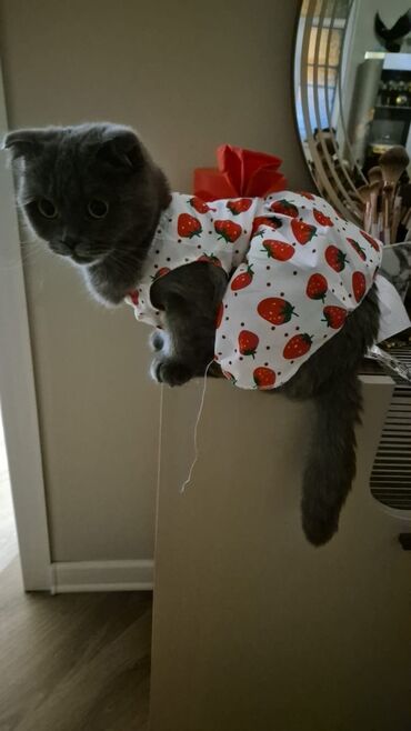 Pişiklər: Şotland, Dişi, Ünvandan götürmə — 5