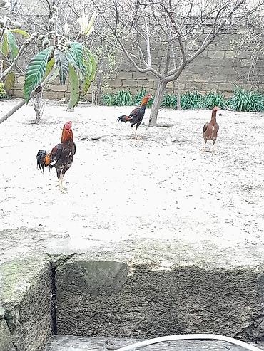 cins xoruz harda banliyar: Satılır: Karadeniz Turk xoruzu və feresi Safqanlı döyüş tipli — 4