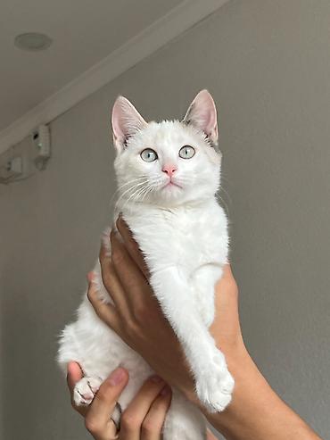Табылган жана жоголгон мышыктар: 3 айлык, Ургаачы, Лотокко барууга үйрөтүлгөн, Курттардан тазаланган — 4