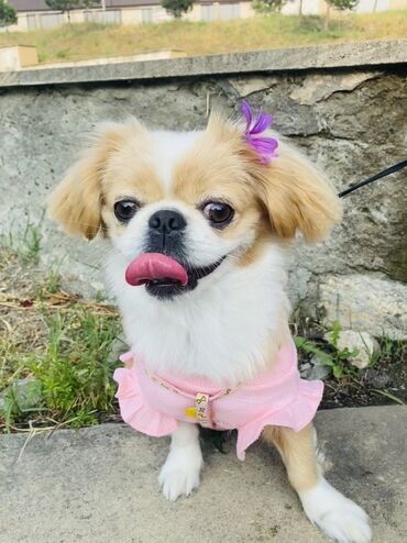 İtlər: Pekines, 1 il, Dişi