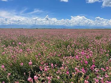 Другие виды семян и саженцев: Коп жылдык эспарцет уругу. Уроончулук чарба "Победитель" Ысыккол обл — 7
