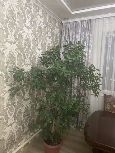 хромированные трубы: Дерево