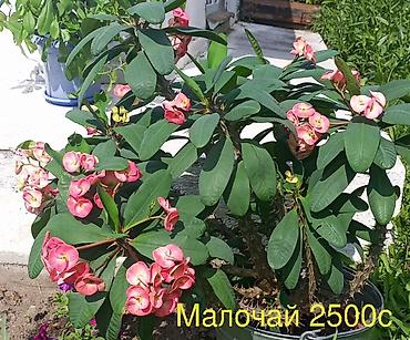 цветок ослиные уши: Комнатные растения в горшках: - Колиус — декоративно-лиственное — 2