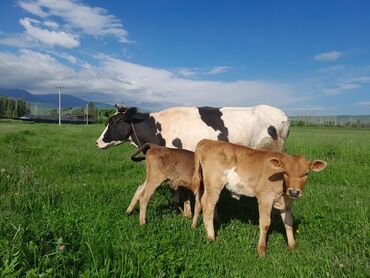 каровы токмок: Продаю | Корова (самка), Музоо, торпок | Голштин | Для молока | После отела