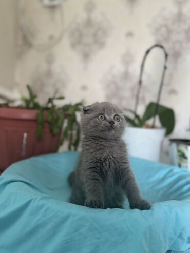 новорожденный котенок: Шотландские вислоухие котята (Scottish Fold), лилового окраса