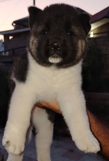 İtlər: Akita-inu, 3 ay, Erkek, Sənədli, Ünvandan götürmə