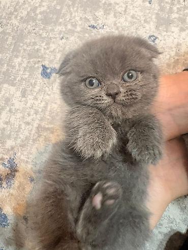 Кошки: Шотландская вислоухая, В добрые руки — 1