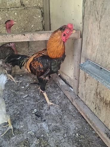 Xoruz, Heyratı, il: 1, Ödənişli çatdırılma