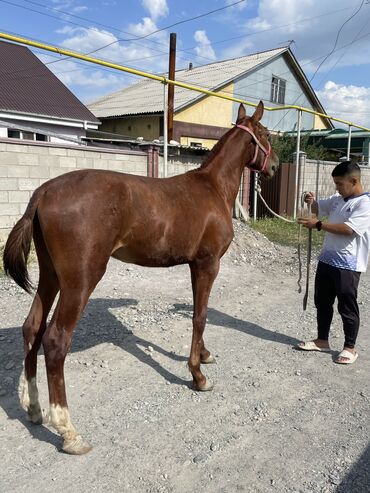 Лошади, кони: Продаю | Жеребец | Дончак | Конный спорт