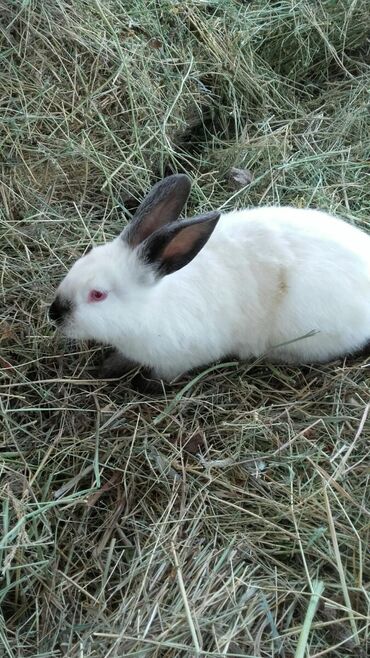 Декоративные кролики: Кролики — 22