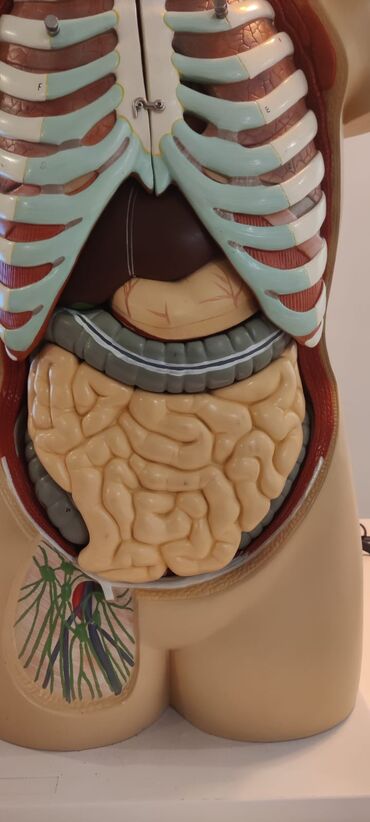 Ostali medicinski proizvodi: Torzo coveka sa otvorenim vratom i ledjima od 18 delova, kao novo — 7