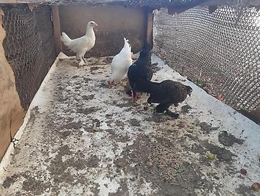 Yaponkalar 2-xoruz 3-fərədi 7aylıqdılar qiymət birinə aiddi lalafo.az -da Yaponkalar 2-xoruz 3-fərədi 7aylıqdılar qiymət birinə aiddi