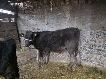 Коровы, быки: Продаю | Музоо, торпок | На откорм | Привязанные — 2