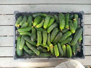 яйца несушек: Домашние огурцы, и розовые/ красные помидоры. оптом и в розницу. Не