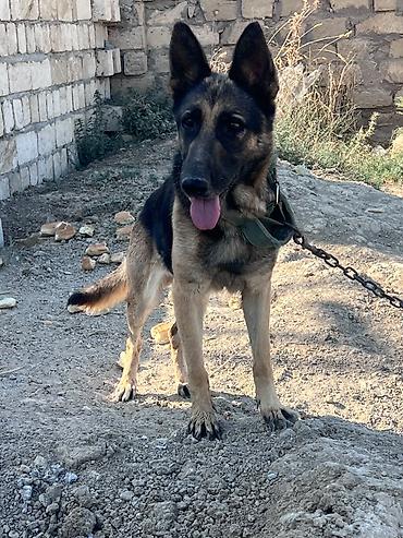 küçə iti: Alman çoban iti, 1 il, Dişi, Peyvəndli, Ünvandan götürmə — 6