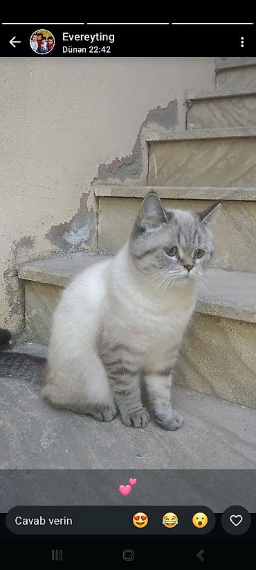 pişik balası: Şinşilla — 1