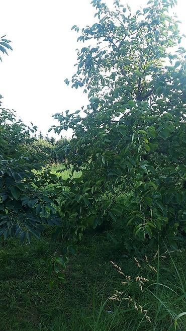 nəsimi rayon: 300 sot, Biznes üçün, Mülkiyyətçi, Kupça (Çıxarış) — 2
