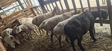 Баран, овца: Продаю | Овца (самка), Ягненок, Баран (самец) — 1