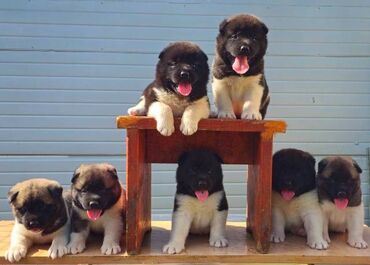 Psi: Američka Akita, štenci Odgajivacnica TOP WINNER PUPPY sa ponosom — 2