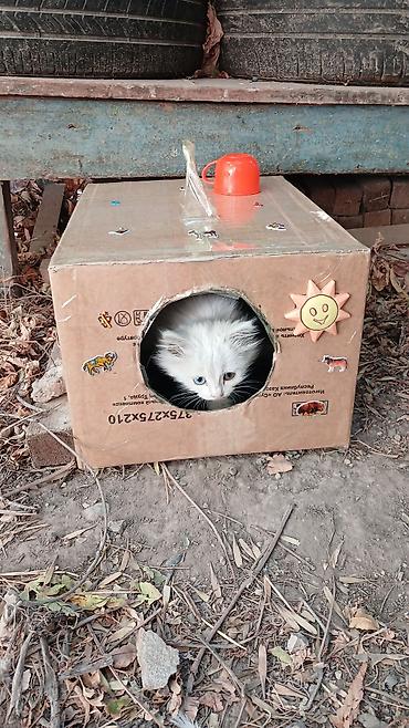 кошка пушистая: Очаровательные котята/подкидыши/ищут новый дом. Кушают сами,здоровые — 3