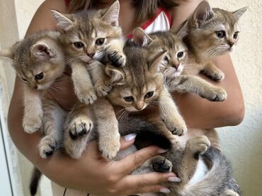 qara pisik sekilleri: Здравствуйте, продаются котята шиншилы британцы. Родились 15.04.2024