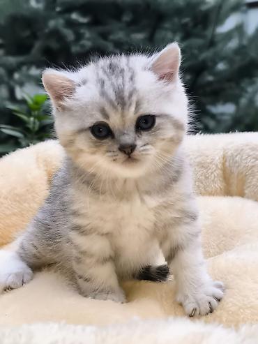 черепаховая кошка: Скотиш Страйт (Шотландская прямоухая), 1 месяц, Мальчик — 1