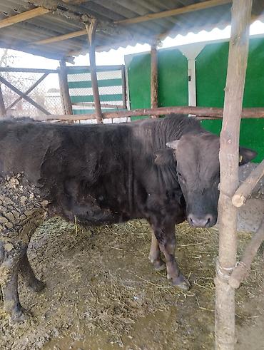 Другие животные: Другие животные — 1