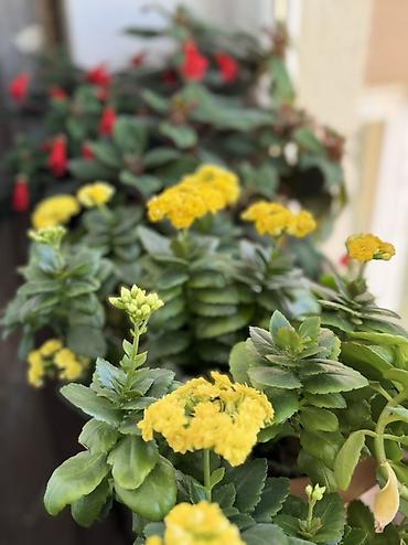 kalanxoe: Sarı çiçəklənən Kalanxoe (Kalanchoe blossfeldiana) – saksı bitkisi - — 2