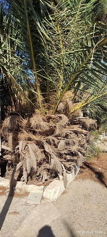 Деревья: Xurma palmisi (Phoenix canariensis – Kanar xurması) – iri ölçülü — 3