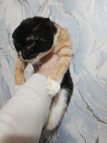 Pişiklər: Yaxşı əllərə — 8