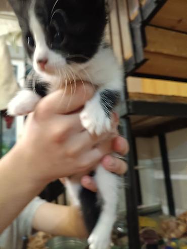 кошки продажа: Котята — домашние, ручные, игривые. На выбор несколько малышей: - — 2