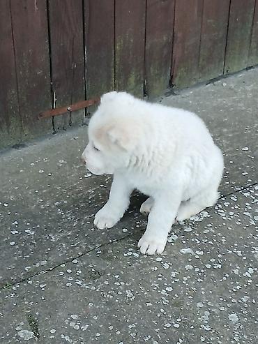 Psi: Na prodaju ženka azijata (srednjeaziski ovčar) Stara 6. Nedelja na lalafo.rs — 10 Psi: Na prodaju ženka azijata (srednjeaziski ovčar) Stara 6. Nedelja — 10