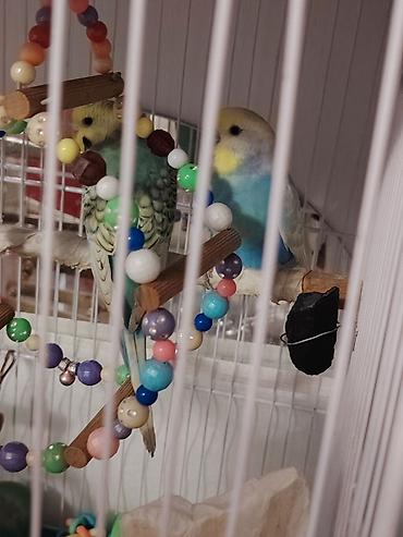 tutuqusu yemi: Cüt dalğalı tutuquşu (budgerigar) təqdim olunur. Şəkillərdə iki quş — 2